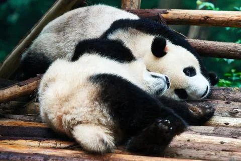 Two Panda bears cubs playing Sichuan China Stock Photos