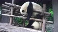 Two Panda Bears Play On Wood Playground 4K 4k or 4k+ Resolution