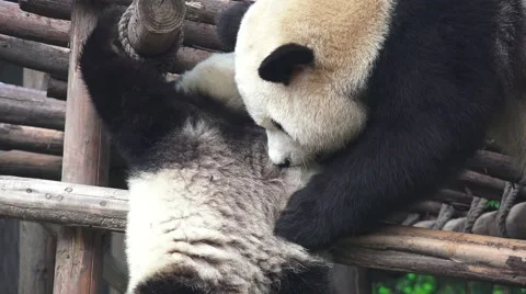 Two Panda Bears Play On Wood Playground Close Up 4K Stock Footage 41940112