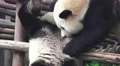 Two Panda Bears Play On Wood Playground Close Up HD HD Footage