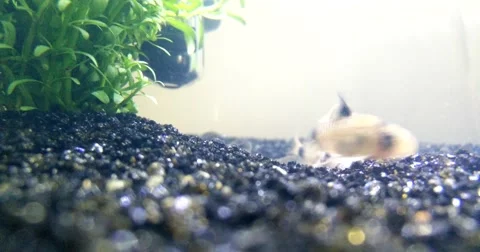 Two panda corydoras in a fish tank Stock Footage 67022134