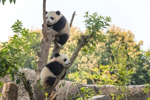Two panda cubs in a tree 写真素材