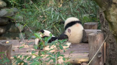 Two panda cubs on wooden platform, one lying on back eating apple, other Stock Footage 323191883