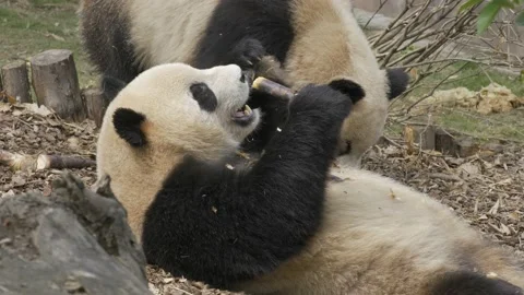Two panda eating bamboo Stock Footage 130834020