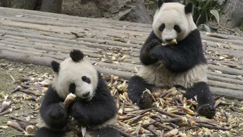 Two panda eating bamboo Stock Footage 130834043