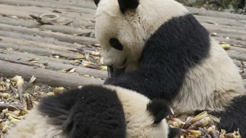 Two panda eating bamboo Stock Footage 130834051