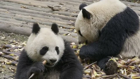 Two panda eating bamboo Stock Footage 130834060