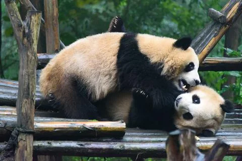 Two Panda playing Stock Photos