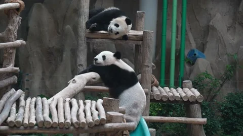 Two panda sleeping at the giant panda conservation centre Stockbeeldmateriaal 238575294