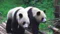 Two Pandas Walking Together In Forest HD HD Footage