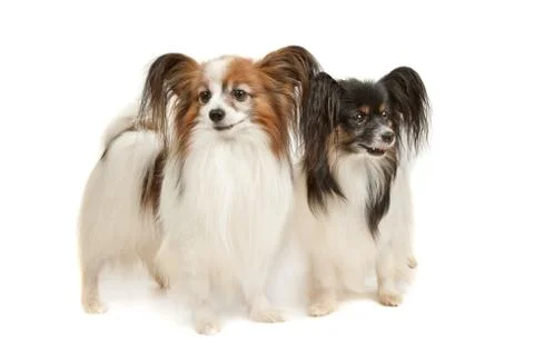 Two Papillon dogs Stock Photos