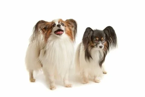 Two Papillon dogs Foto stock