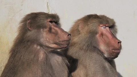 Two  papio Hamadryas on a white background Video stock 320797855