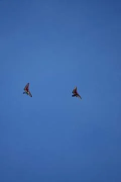 Two para-gliders flying in bright blue sky. Stock Photos