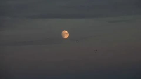 Two paragliders on the night sky Stock Footage 220736895