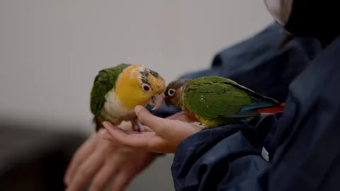 Two Parakeets Feeding From a Visitor’s Hand Inside a Bird Cafe Stockbeeldmateriaal 327390372