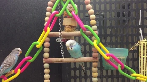 Two parakeets in a large bird cage Stock Video Pond5