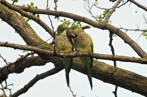 Two parakeets in love Stock Photos