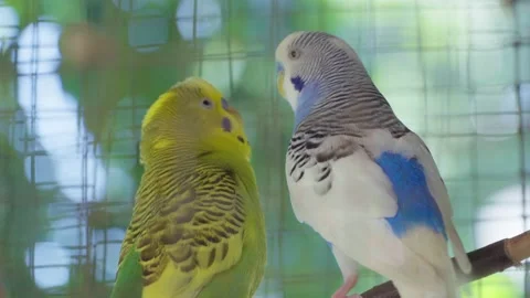Two Parakeets or budgies are playing in a cage. Stock Footage 231382960