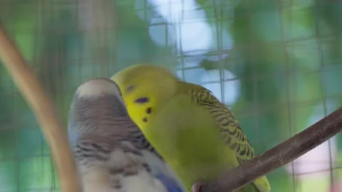 Two Parakeets or budgies are playing in a cage. Stock Footage 231382974
