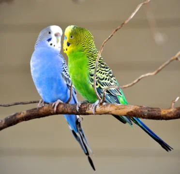 Two parakeets Photos