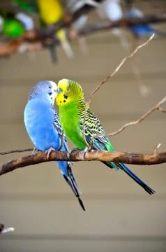 Two parakeets 写真素材