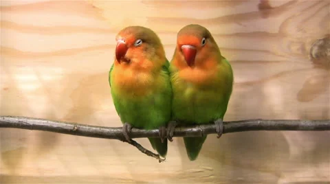 Two parakeets on a twig Stock Footage 55775393