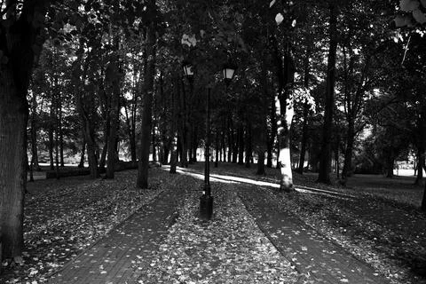 Two parallel alleys in the park covered by leaves after defoliation, grayscale 库存照片