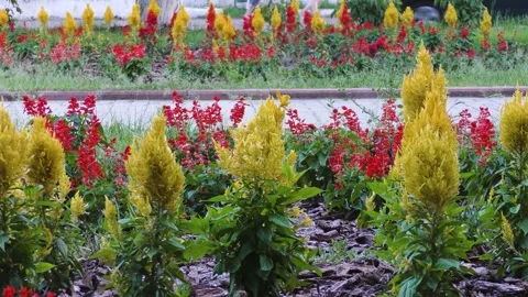 Two parallel flower beds, and between them a footpath. B roll. 動画素材 157560810