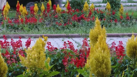 Two parallel flower beds, and between them a footpath. B roll. Stock Footage 157560826