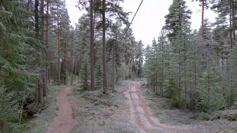 Two parallel hiking trails in the woods on a cold winter day Stock Footage 167971953