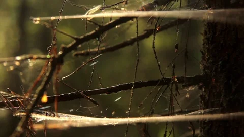 Two parallel horizontal cobwebs on a tree in the woods Stock Footage 93464729