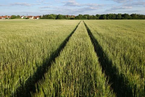 Two parallel lines in a green wheat field 스톡 사진