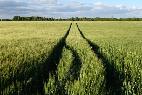 Two parallel lines in a green wheat field Fotos de archivo