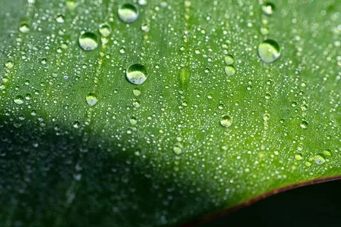 Two parallel lines of water droplets on banana leaf Stockfoto's