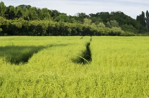 Two parallel paths in a bright green field of ripe flax Stock Photos