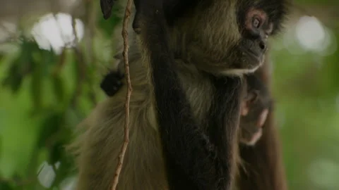 Two Parent Spider Monkeys with babies hanging off tree in Mexican Yucatan Jungle Stock Footage 325961434