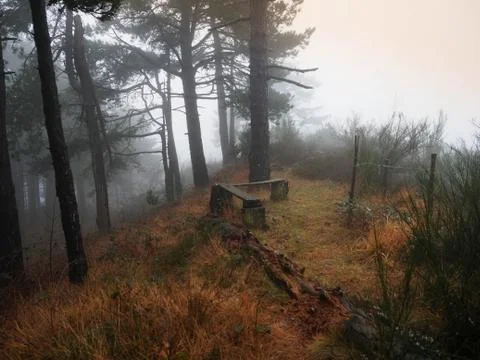 Two park benches in a forest pathway Stock Photos
