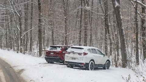 Two parked SUVs in a snow-covered forest during a snowstorm, surrounded by tall Stock Photos