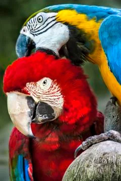 Two Parrot bird playing Stock Photos
