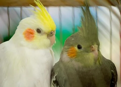 Two parrot in a cage. Stock Photos