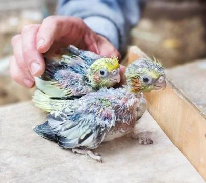 Two parrot chicks Stock Photos