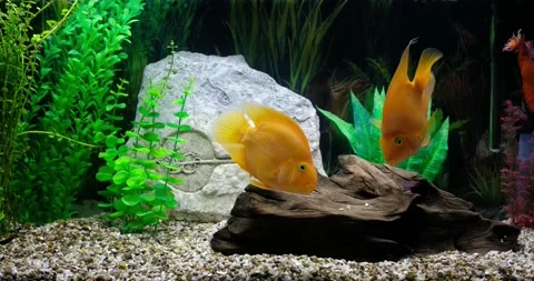 Two parrot fish and discus swim in an aquarium	 Stock Footage 169172778