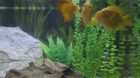 Two parrot fish and discus swim in an aquarium Stock Footage 169174531