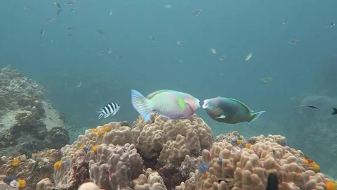 Two parrot fish fight Stock Footage 80750525