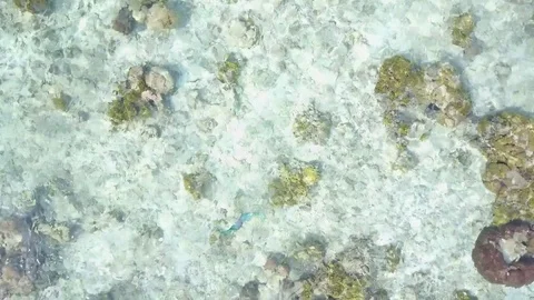 Two parrot fish fighting in tropical waters. Stock Footage 78807570