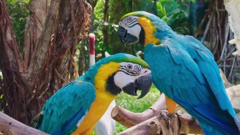 Two Parrot Macaws Sitting Together in Tropical Rainforest Stock Footage 323039899