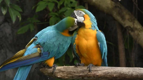Two Parrot play together on the tree branch Stock Footage 137213244
