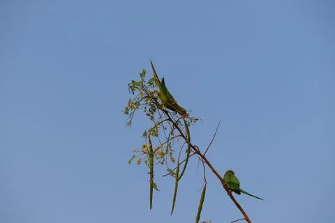 Two parrot playing on branch Stock Photos