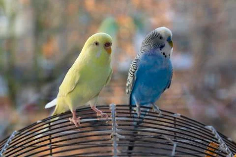 Two parrot sitting on the cage at the window. Birds Foto stock